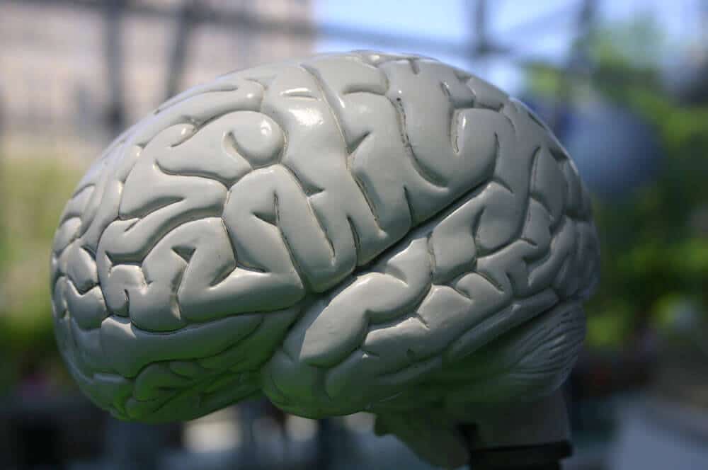 Model of brain